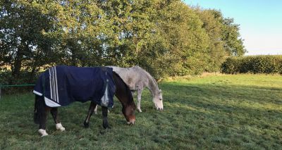 Free equine worm control webinar